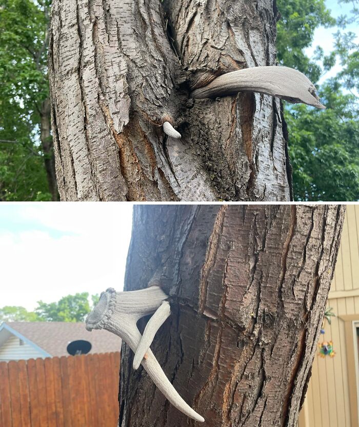 A tree eating antlers, showcasing a fascinating picture of trees eating things.