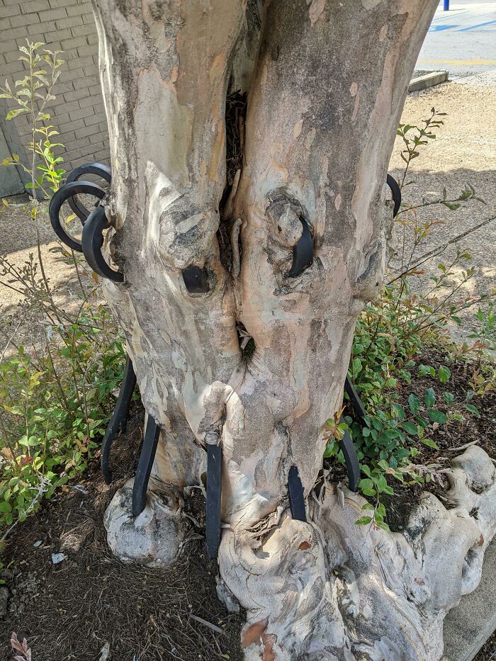 Unsettling picture of a tree eating metal rings, demonstrating trees eating things people left behind.