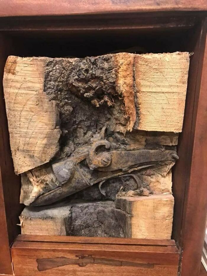 Fascinating picture of a tree eating a musket, showcasing trees eating things people left behind.
