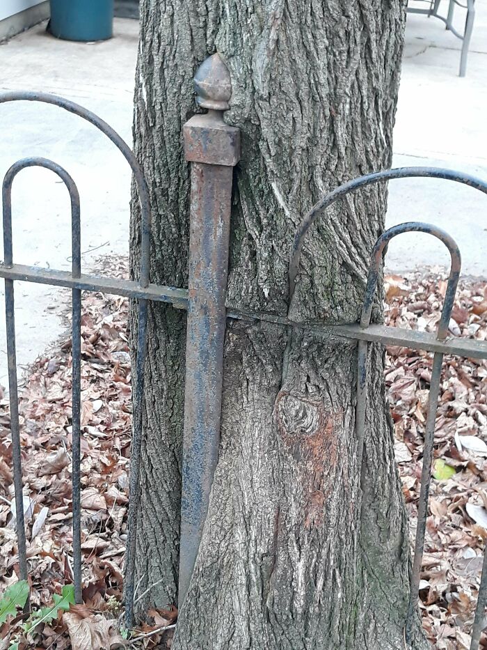 Fascinating picture of a tree consuming a metal fence post, illustrating how trees are eating things.