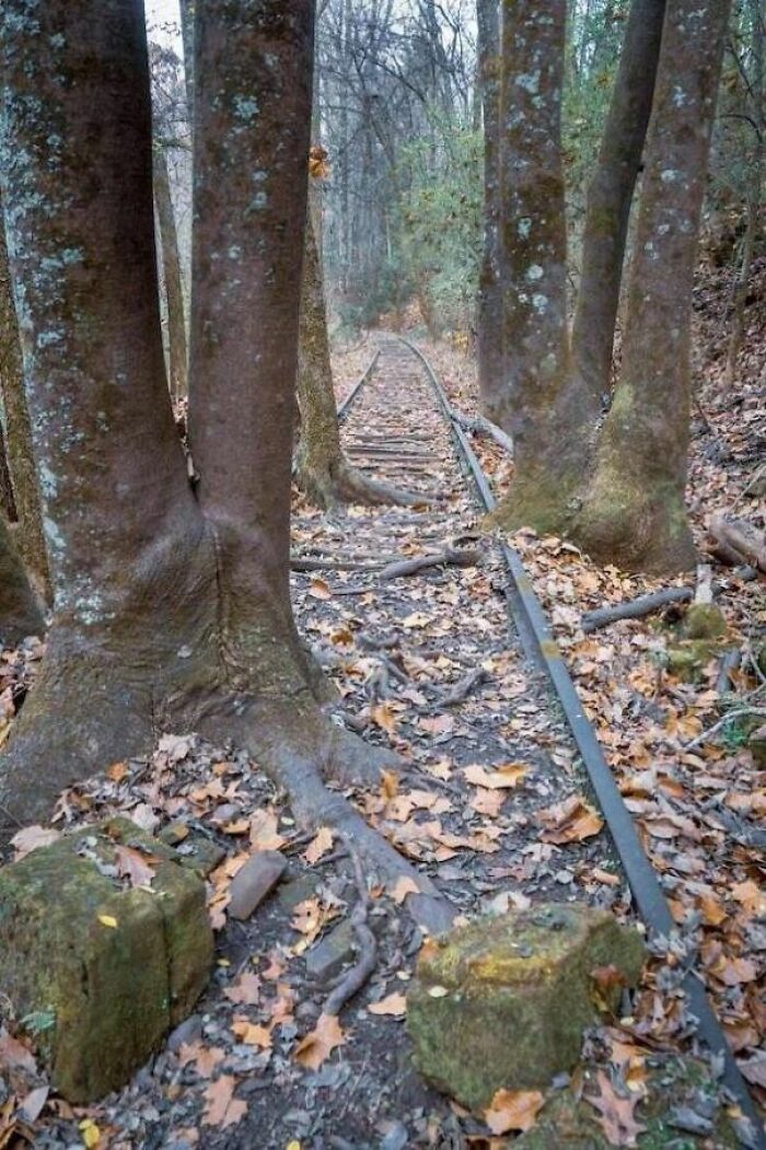 Unsettling picture of trees eating old railroad tracks, a fascinating example of trees eating things.