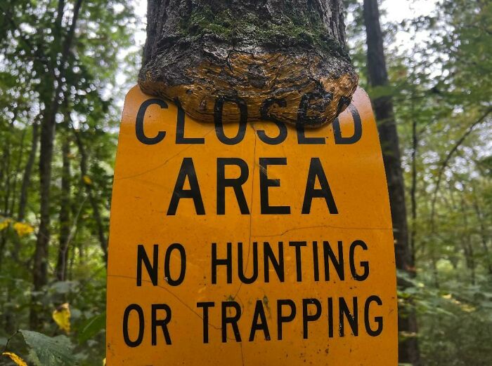 Unsettling picture of a tree consuming a CLOSED AREA NO HUNTING OR TRAPPING sign, highlighting trees eating things.