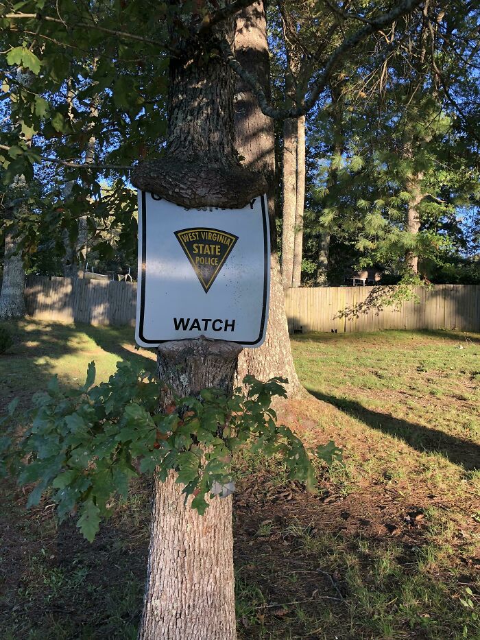 Fascinating picture of a tree eating a West Virginia State Police WATCH sign, showcasing trees eating things.