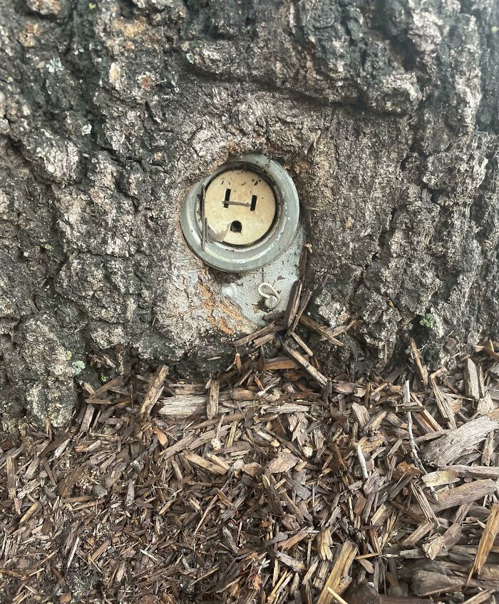 Unsettling yet fascinating pictures of trees eating things, with a tree trunk engulfing an electrical outlet.