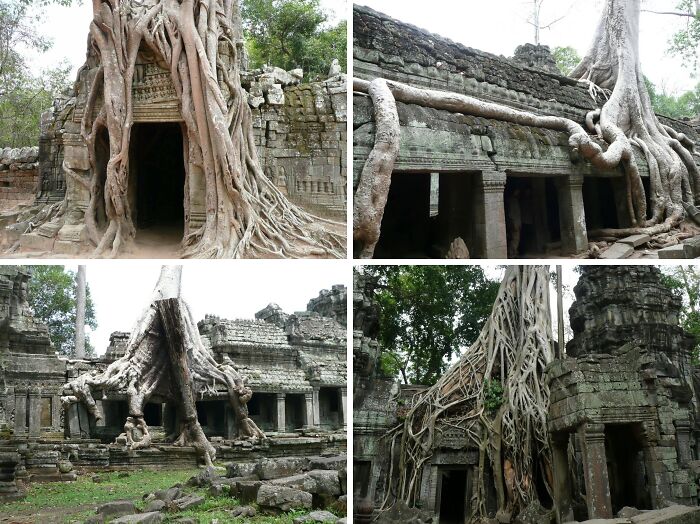 Unsettling yet fascinating pictures of trees eating things at ancient ruins, with roots consuming stone structures.