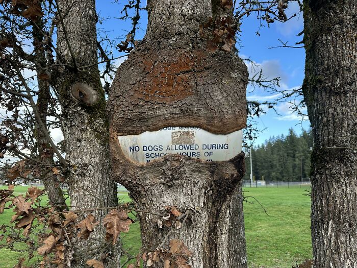 Fascinating picture of a tree growing around a No Dogs Allowed sign, depicting trees eating things.