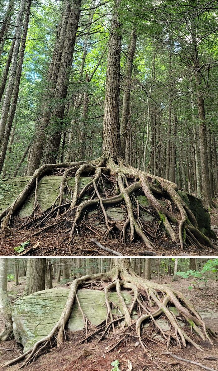 Unsettling picture of tree roots growing over a large rock, illustrating trees eating things.