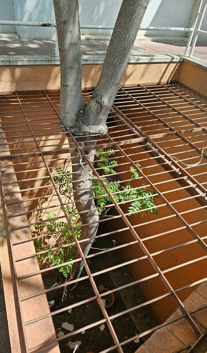 Fascinating picture of a tree growing through a metal grate, demonstrating trees eating things.