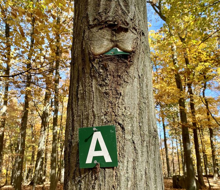 Unsettling picture of a tree growing around a trail marker, showcasing trees eating things.