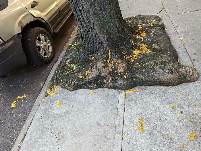 Fascinating picture of a tree root system expanding onto a sidewalk, highlighting trees eating things.