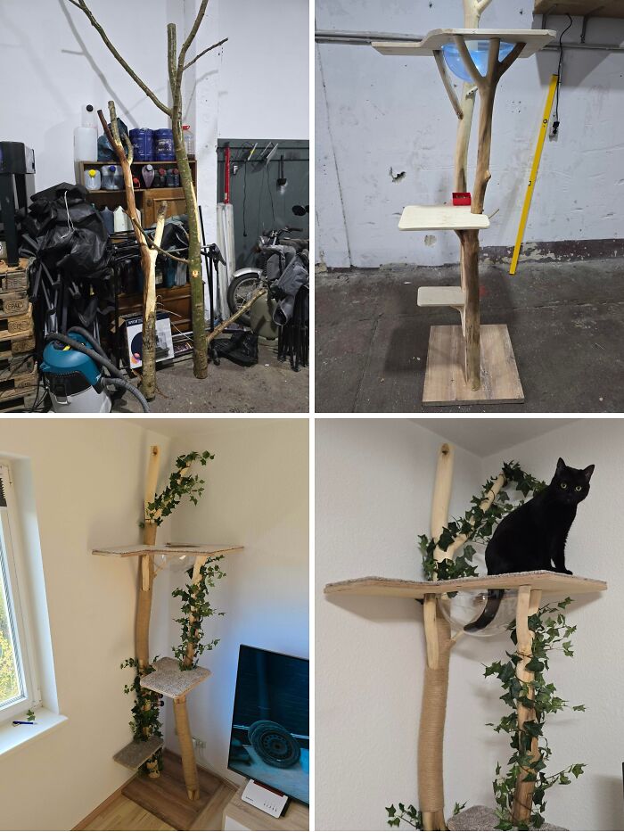 A sequence of images showing the steps of a creative home DIY project: building a custom cat tree from a tree branch.