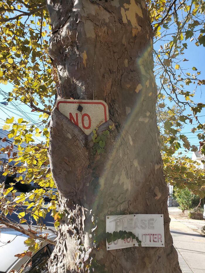 A tree growing around a NO sign and a PLEASE DO NOT LITTER sign, a fascinating picture of trees eating things.