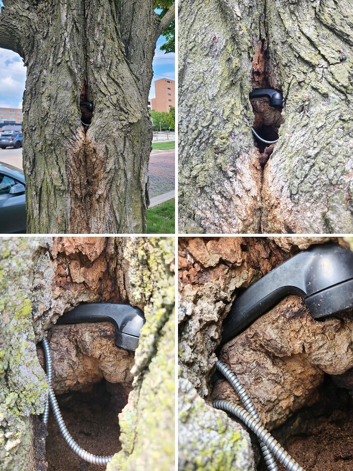Fascinating pictures of a tree trunk with an old telephone receiver being consumed by the bark, highlighting trees eating things.