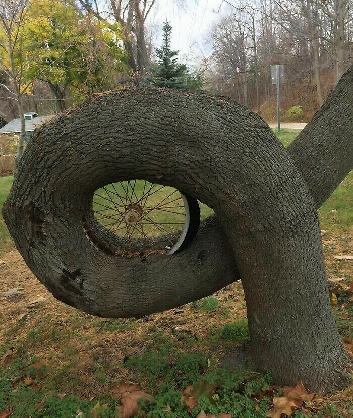 Unsettling yet fascinating pictures of a tree growing through and around a bicycle wheel, depicting trees eating things.