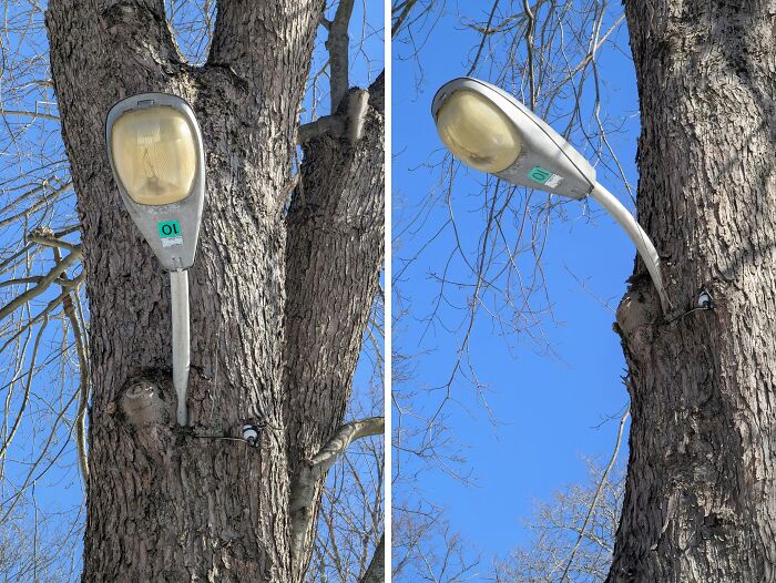 A street lamp embedded in a tree trunk, illustrating a picture of trees eating things.