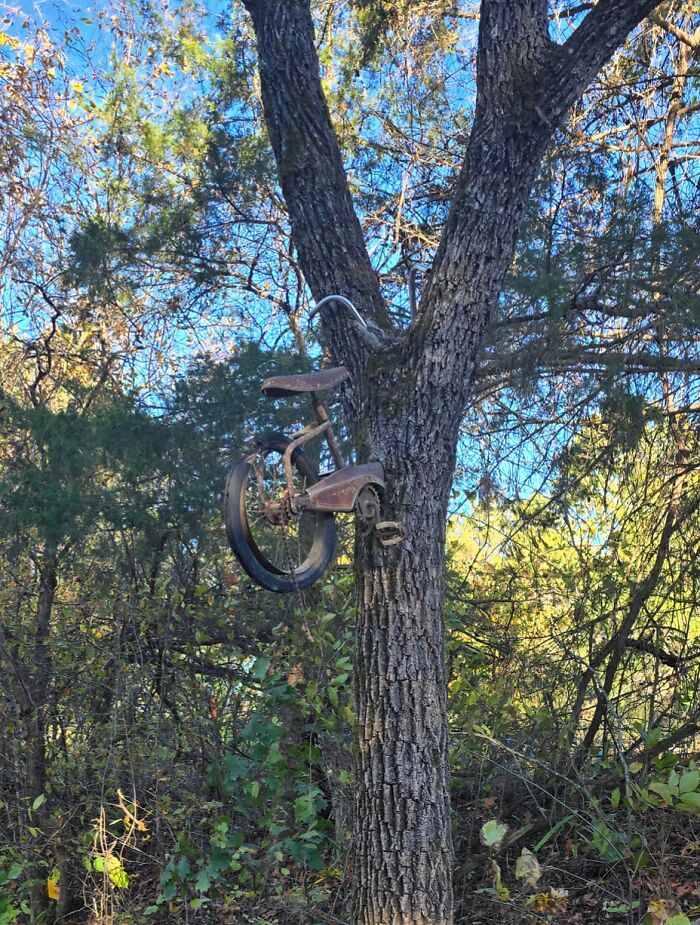 A tree trunk with an old, rusty tricycle embedded within it, showcasing how trees eat things left behind.