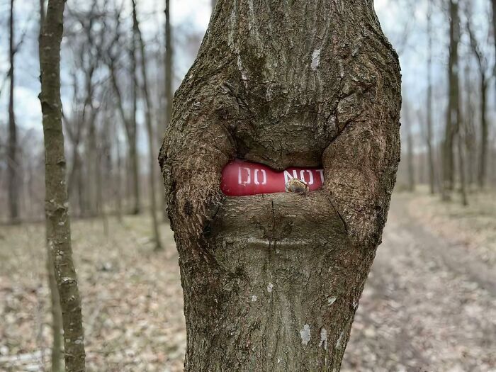 Unsettling picture of a tree eating a red Do Not sign in a bare winter forest, showing trees eating things.