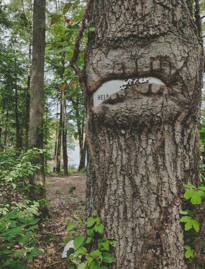 Fascinating picture of a tree eating a white Help sign in the forest, showcasing nature's reclaim.