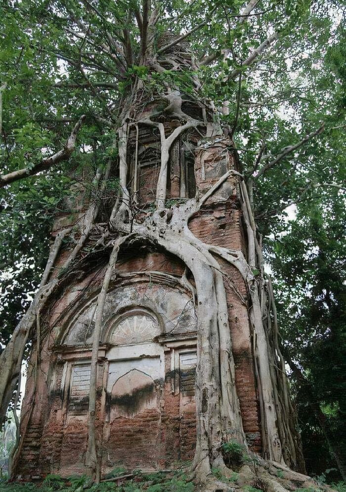 Fascinating picture of a tree eating an old brick structure, highlighting trees eating things people left behind.
