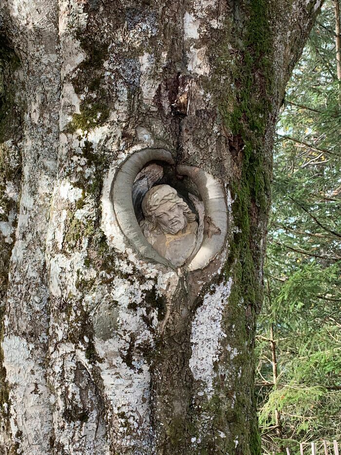 Fascinating picture of a tree eating a carved head, illustrating trees eating things people left behind.