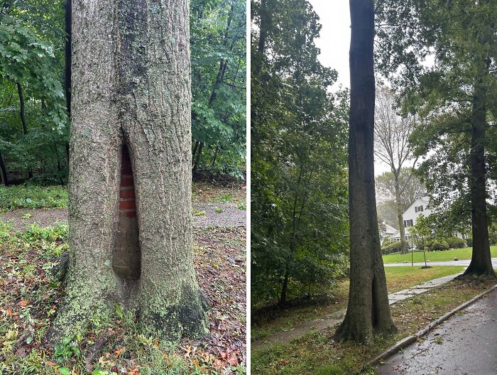 Fascinating pictures of a tree eating a brick column, showcasing trees eating things.
