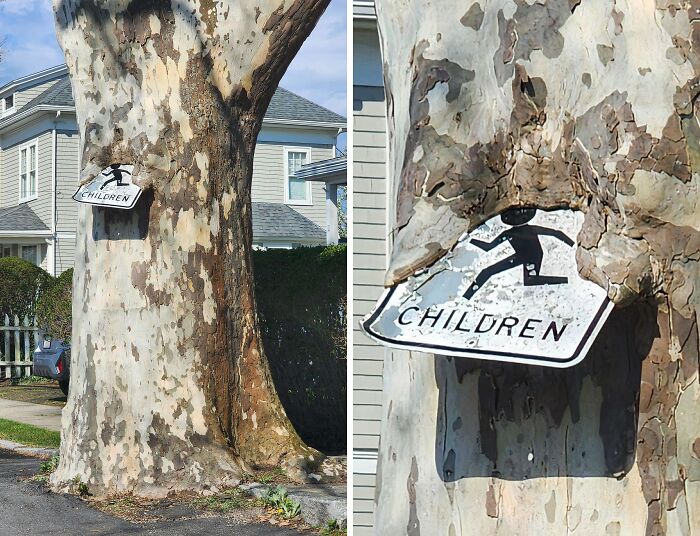 Fascinating picture of a tree eating a children crossing sign, with the tree growing around it.
