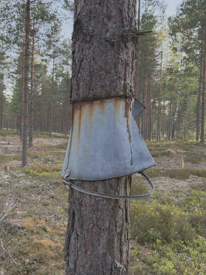 A rusty metal bucket absorbed into a tree trunk in a forest, depicting a picture of trees eating things.
