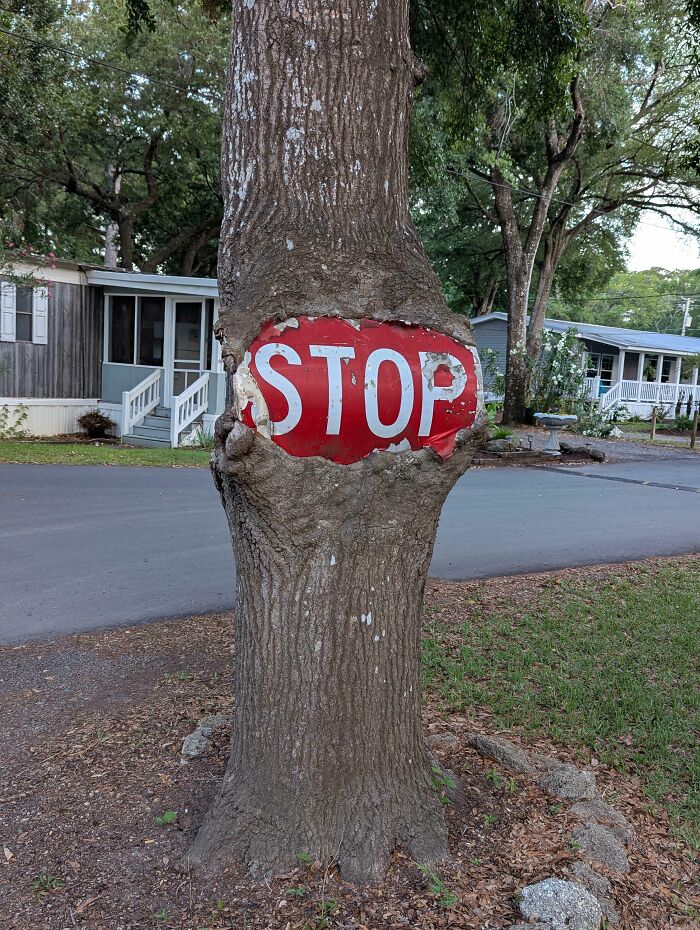 Fascinating pictures of trees eating things; a tree trunk growing around and consuming a red stop sign.