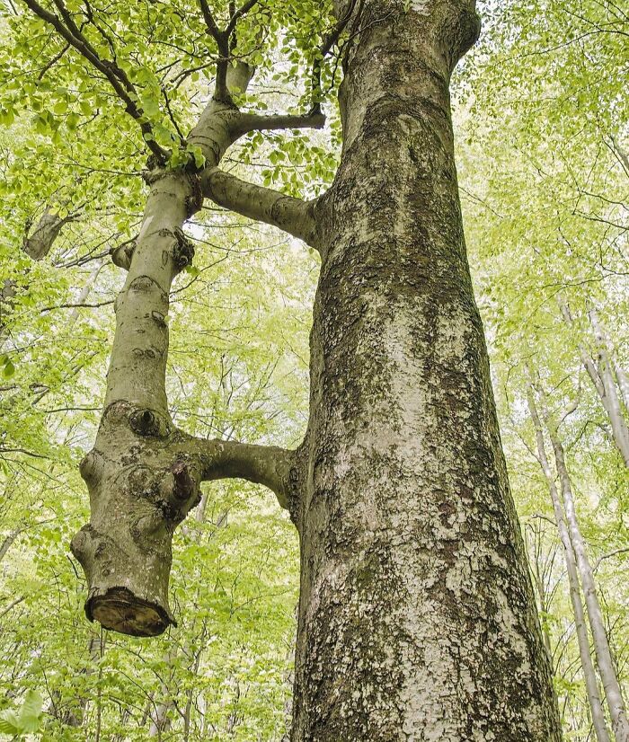 Fascinating pictures of trees eating things, with two tree trunks intertwined, showing nature reclaiming objects.