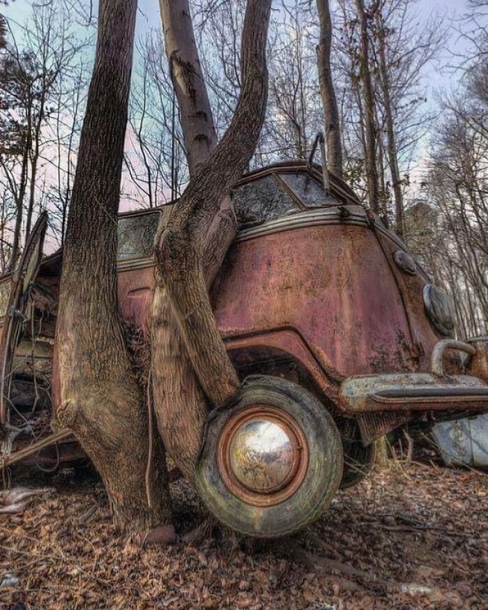 An old, rusty car is being consumed by several trees, showing a fascinating example of trees eating things.