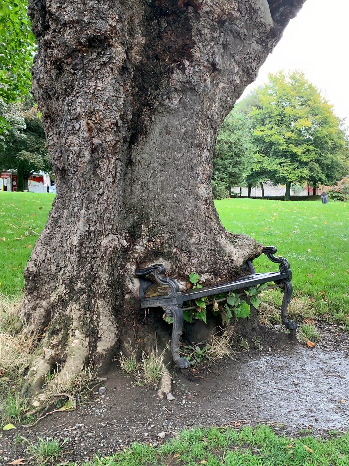 Fascinating pictures of trees eating a metal park bench, with the tree trunk growing around its structure.