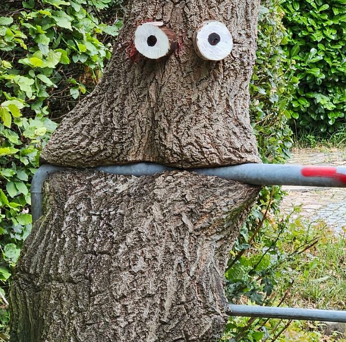 Unsettling yet fascinating pictures of trees eating things, with a tree trunk grown around a metal fence rail.