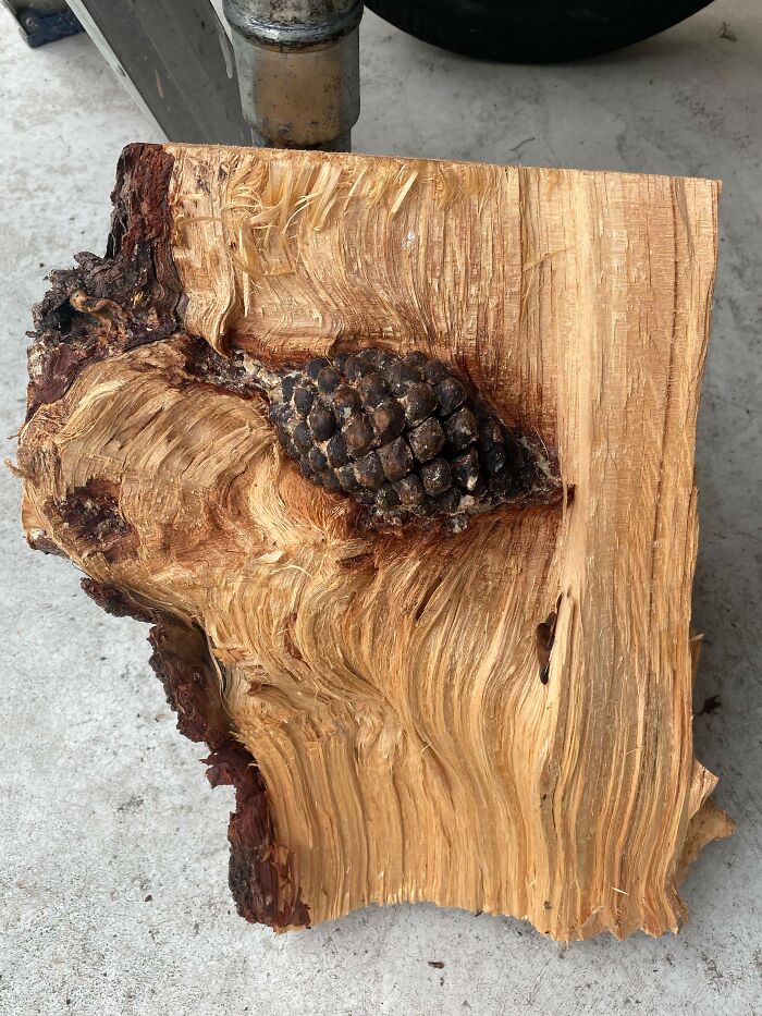 Unsettling yet fascinating pictures of trees eating things, showing a pine cone embedded within a cut log.