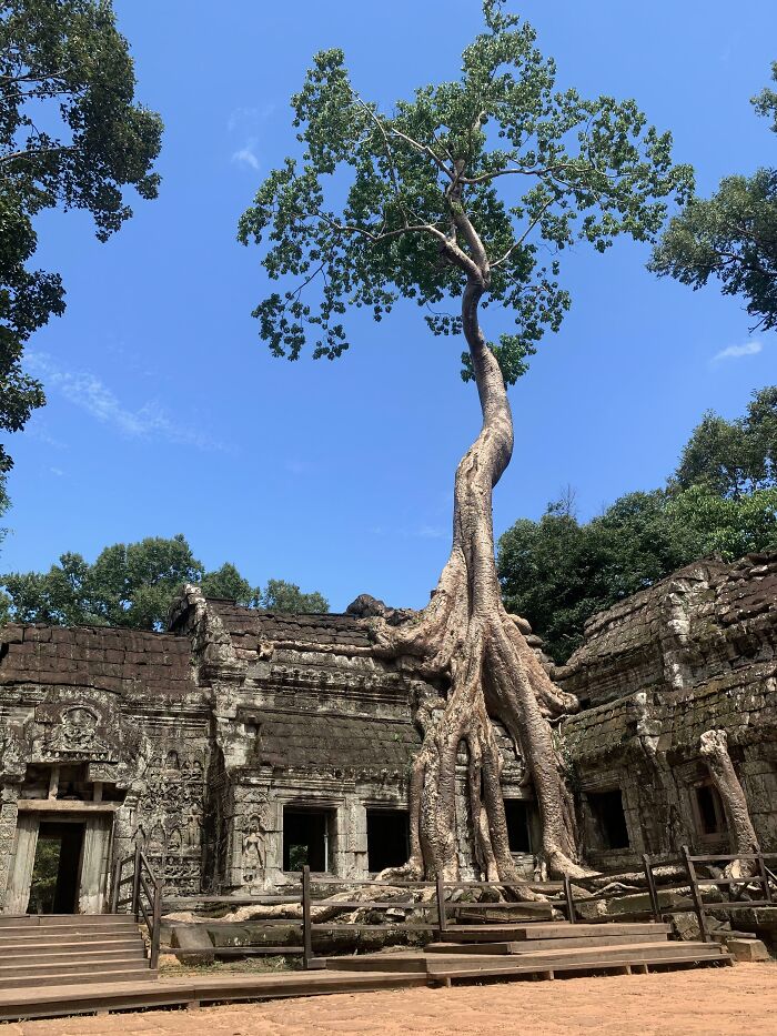 A massive tree roots growing over ancient stone architecture, a fascinating picture of trees eating things.