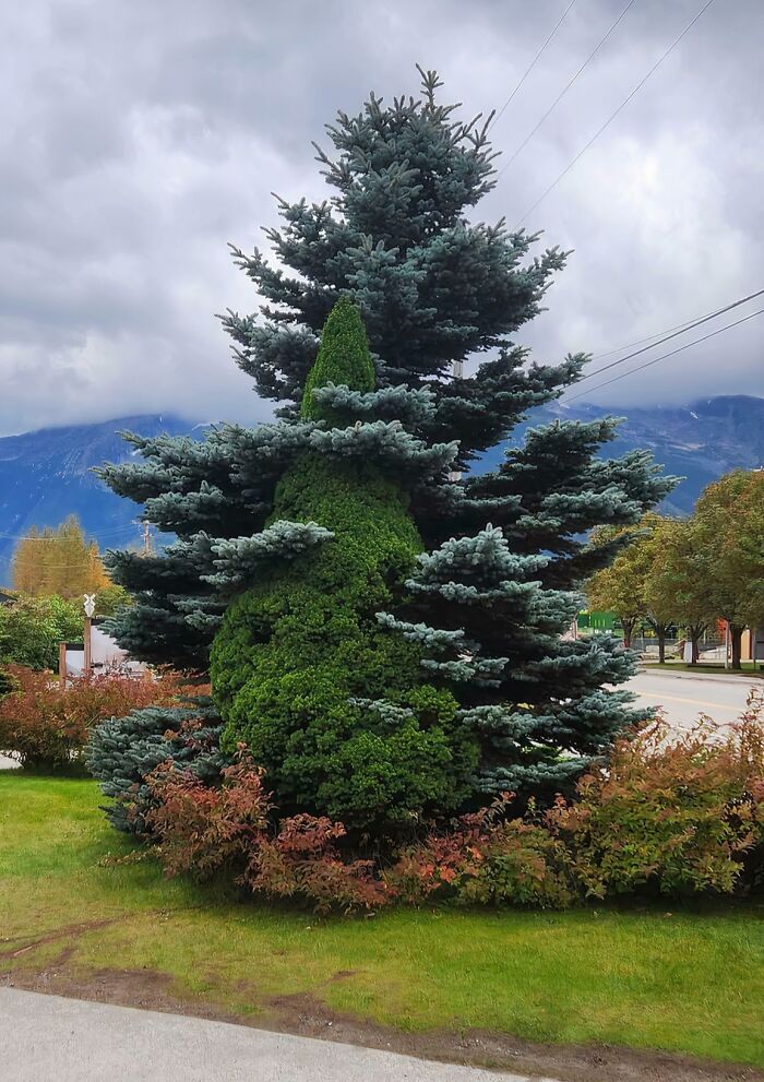 Unsettling yet fascinating pictures of a uniquely shaped tree with two different foliage types, showing trees eating things.