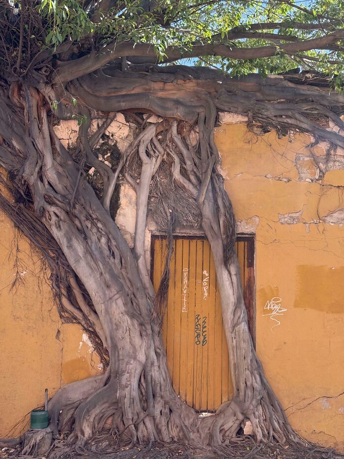 An ancient tree with massive roots engulfing a yellow wall and a wooden door, a powerful image of trees eating things.