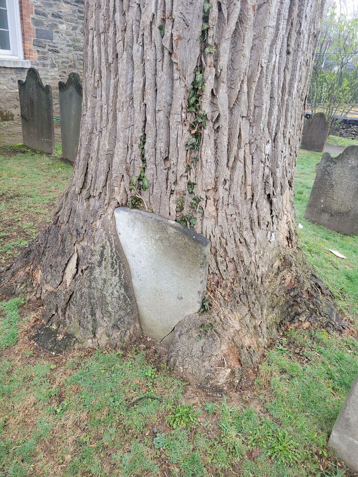 A tree trunk growing around an old tombstone in a graveyard, showing trees eating things.