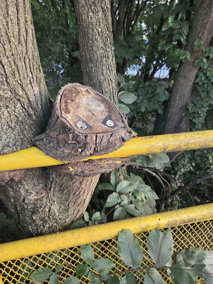 Fascinating picture of a tree stump with googly eyes, appearing to eat a yellow metal barrier.