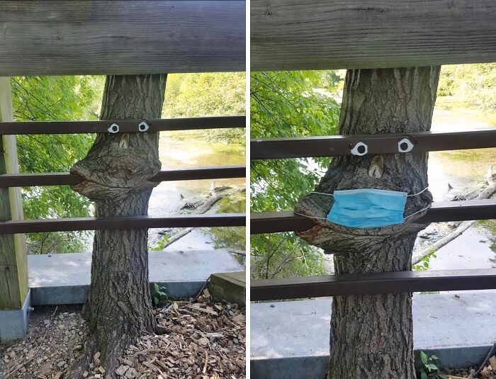 Unsettling yet fascinating picture of a tree eating a metal fence, adorned with googly eyes and a face mask.