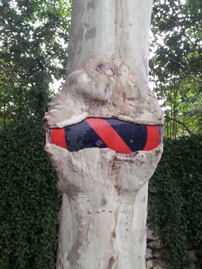 Fascinating pictures of trees eating things; a tree trunk with a bulging growth around a red and black striped object.