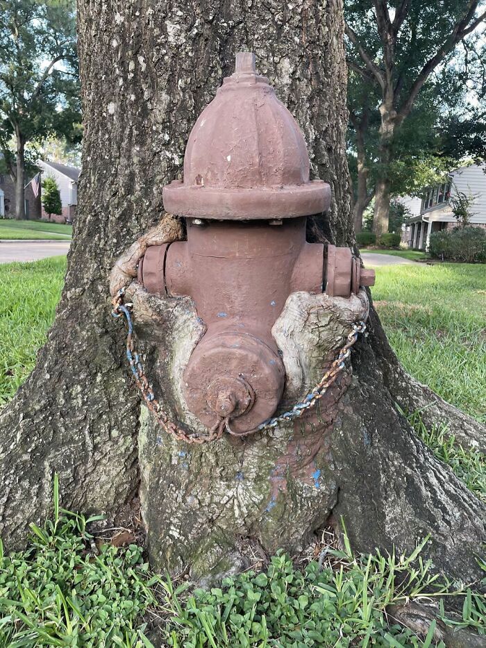 A fire hydrant being consumed by the trunk of a tree, an example of trees eating things left behind.
