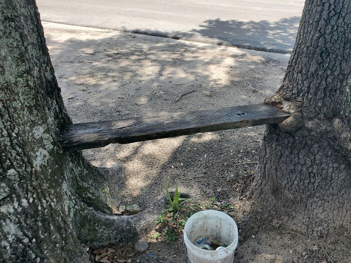 Two tree trunks with a wooden plank growing between them, illustrating trees eating things people left behind.