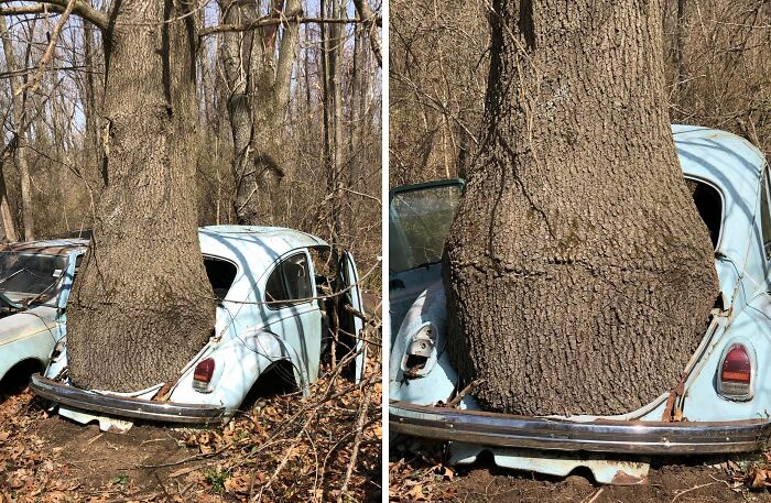 A tree trunk has grown through the back of an old, light blue car, illustrating trees eating things.