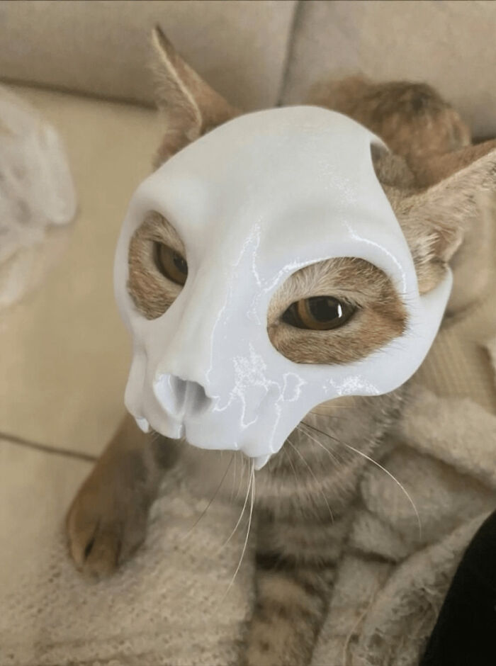 Cat wearing a white skull mask, a cool thing people printed with their 3D printers.