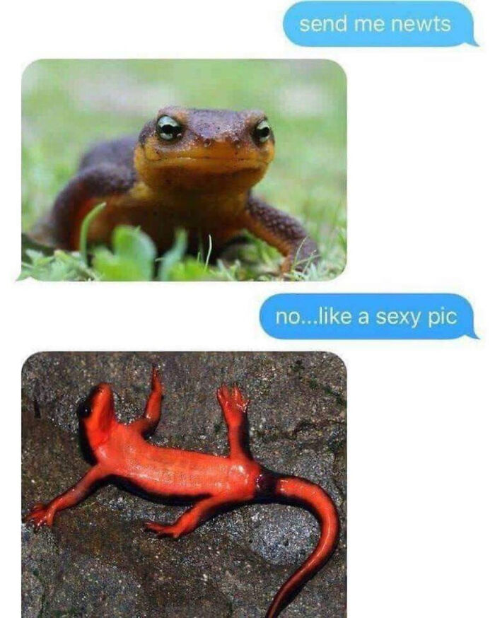 A text conversation showing a display of stupidity, mistaking a request for 's**y pic' of newts for a literal interpretation.