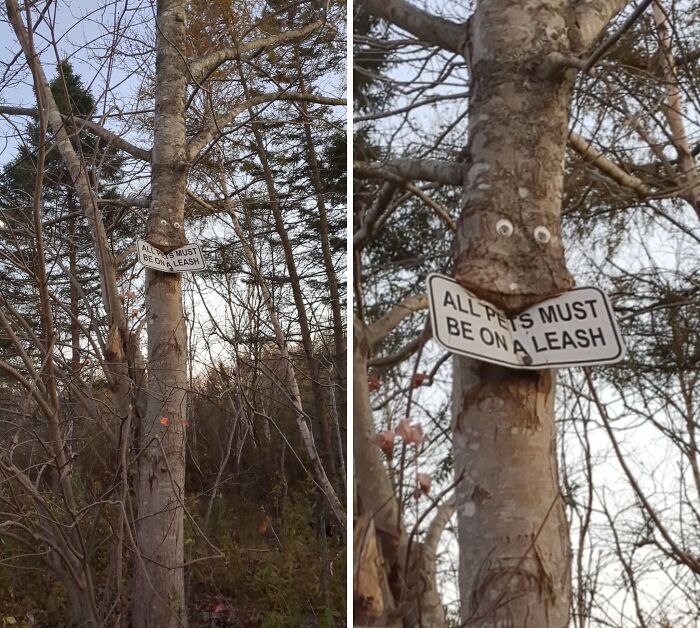 Fascinating picture of a tree with a ALL PETS MUST BE ON A LEASH sign embedded, demonstrating trees eating things.