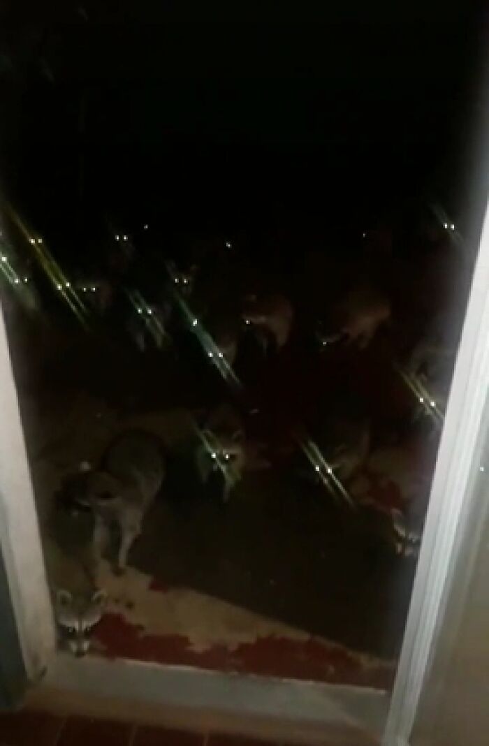 A group of raccoons with glowing eyes stands on a porch at night, creating a creepy and confusing scene.