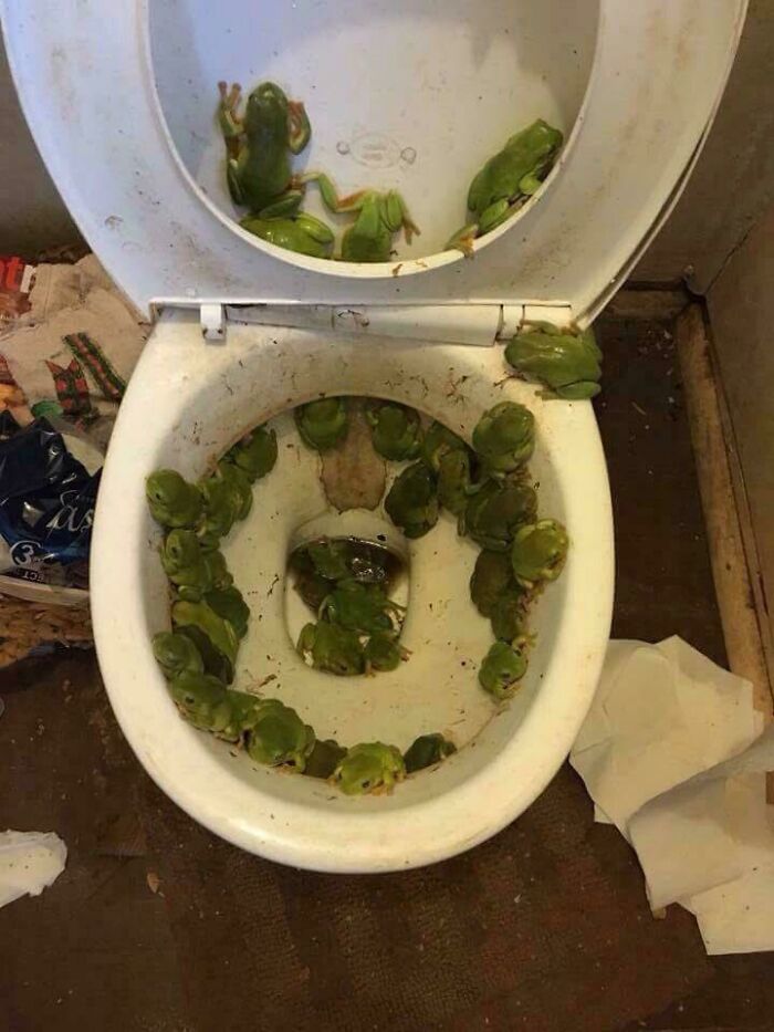 Many green frogs sitting in and around a toilet bowl, a creepy and confusing sight.