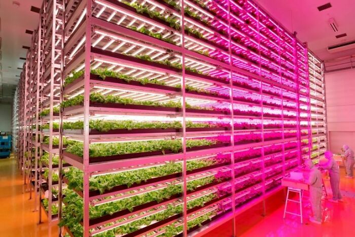 An indoor vertical farm with rows of plants under pink and white grow lights, illustrating genius technologies for sustainable agriculture.