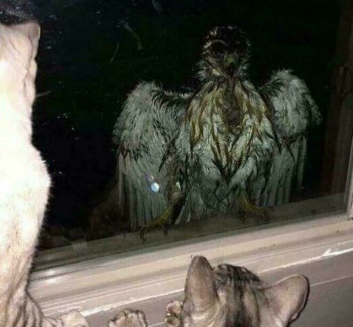 Two cats looking out a window at a wet, strange-looking bird with large wings, a truly creepy and confusing image.